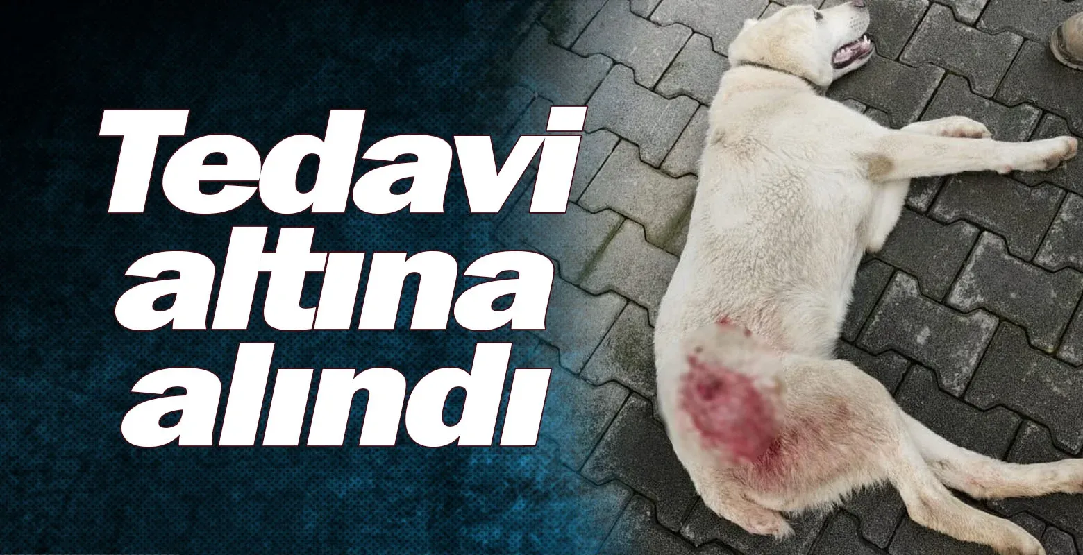 Tedavi altına alındı