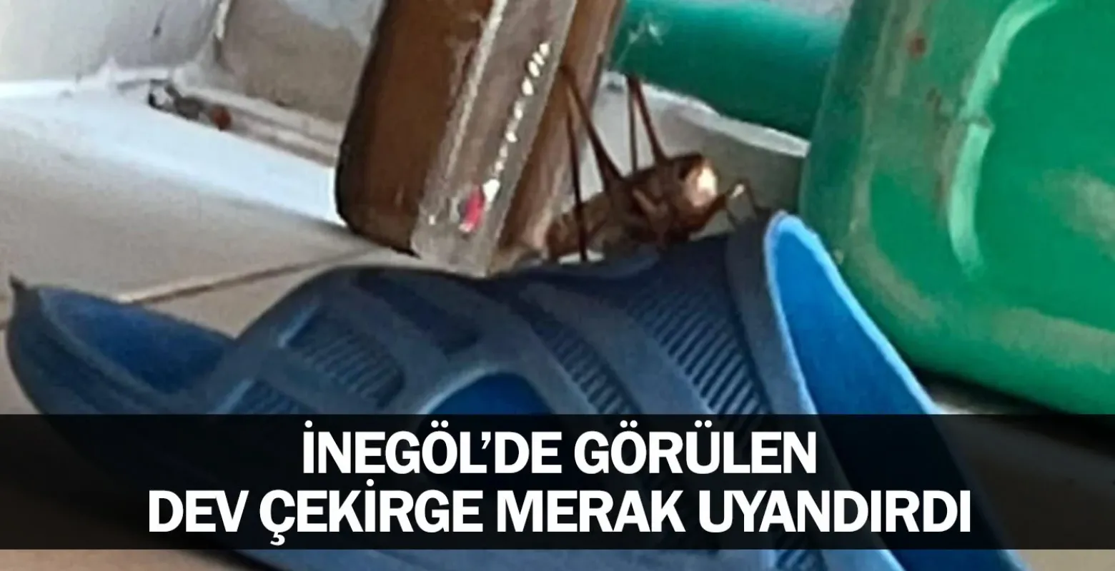 İnegöl'de Görülen Dev Çekirge Merak Uyandırdı
