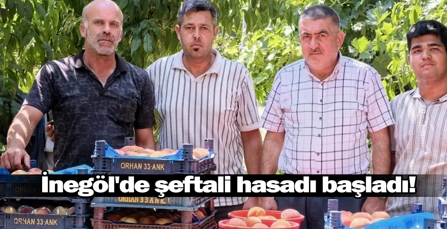 İnegöl'de şeftali hasadı başladı!