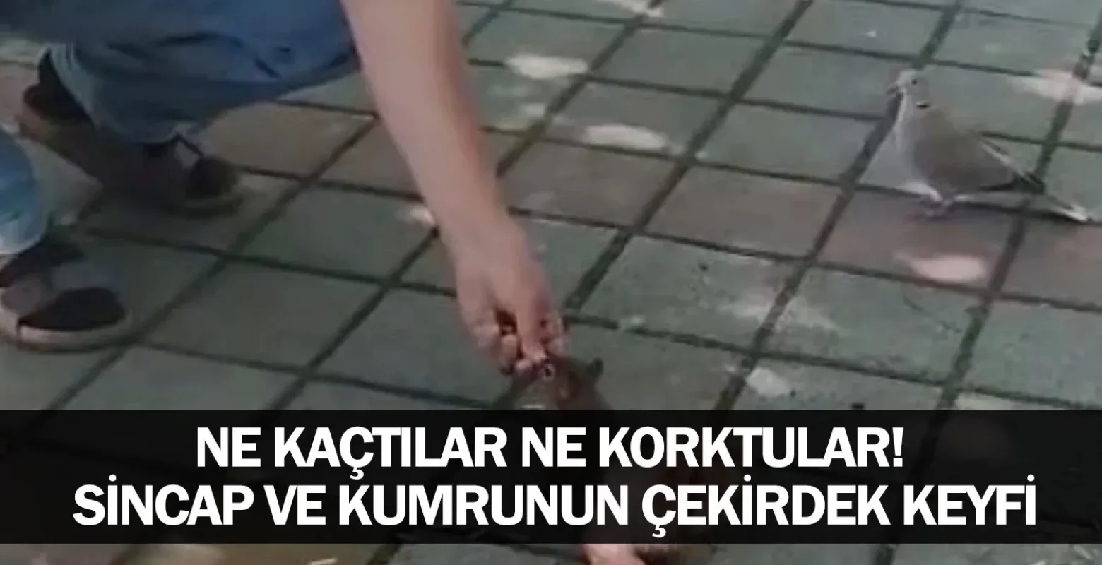 Ne Kaçtılar Ne Korktular! İnegöl’de Sincap ve Kumrunun Çekirdek Keyfi