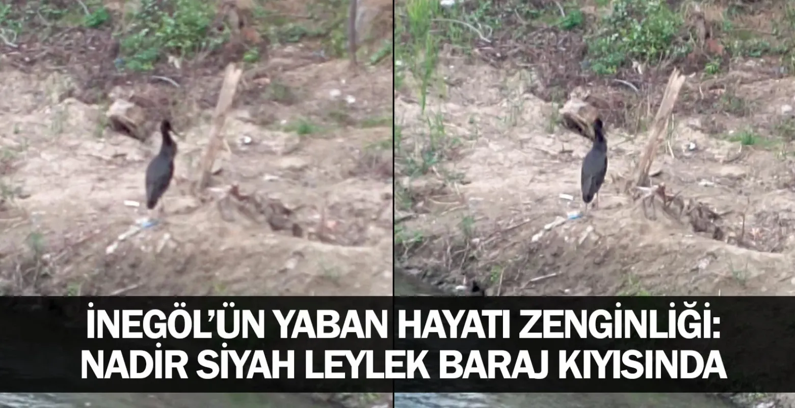 İnegöl’ün Yaban Hayatı Zenginliği: Nadir Siyah Leylek Baraj Kıyısında