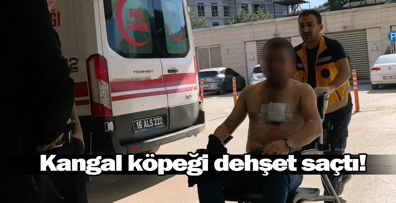 Kangal köpeği dehşet saçtı!