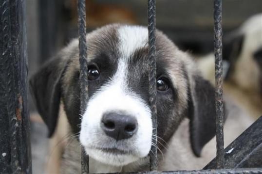 Büyük tepki çeken köpek yeme festivali