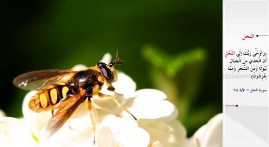 Kuran-i Kerim'de adı geçen hayvanlar... İçlerinde öyle biri var kii!