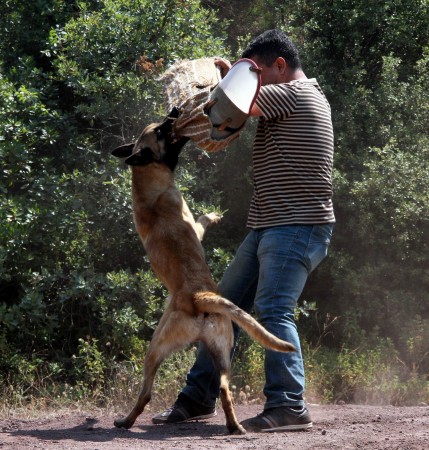 Kahraman Köpeklerin Nefes Kesen Gösterisi