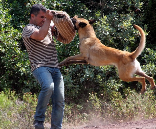 Kahraman Köpeklerin Nefes Kesen Gösterisi