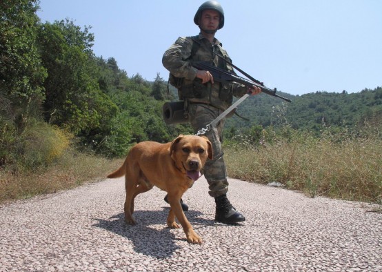 Kahraman Köpeklerin Nefes Kesen Gösterisi