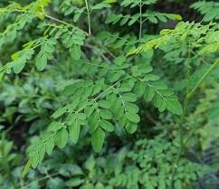 Moringa çayı nedir, mucize bitki moringa oleifera faydaları nelerdir?