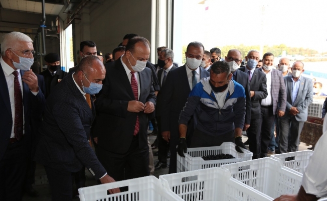 Bursa’da zeytin hasadı protokolün katılımı ile başladı