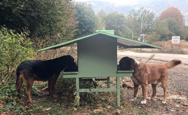 Osmangazi’de sokak hayvanları sahipsiz değil