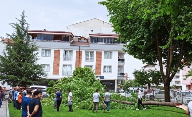 Namaz kılan cemaatin üzerine ağaç devrildi