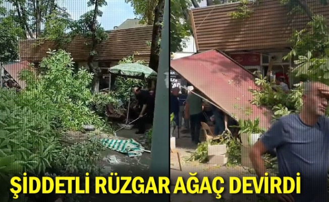 Şiddetli rüzgar ağaç devirdi