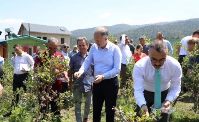 Mavi Yemişte Hasat Başladı