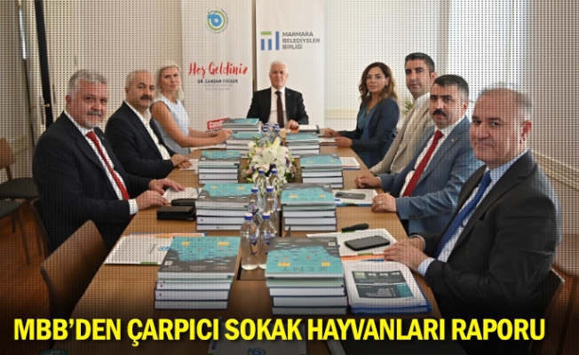 MBB’den çarpıcı sokak hayvanları raporu