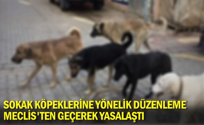 Sokak köpeklerine yönelik düzenleme Meclis'ten geçerek yasalaştı