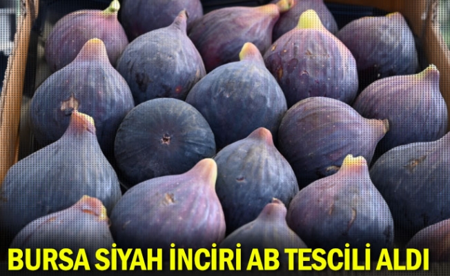 Bursa siyah inciri AB tescili aldı