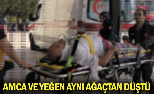 Amca ve yeğen aynı ağaçtan düştü