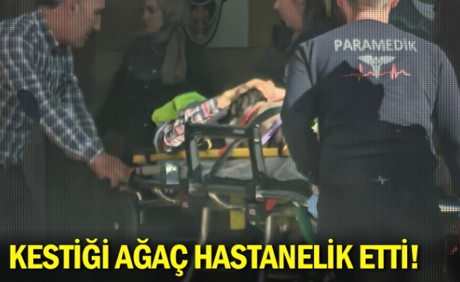 Kestiği ağaç hastanelik etti!