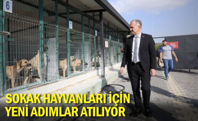 Sokak hayvanları için yeni adımlar atılıyor