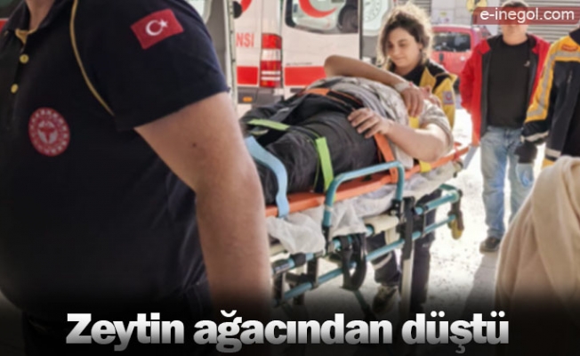 Zeytin ağacından düştü