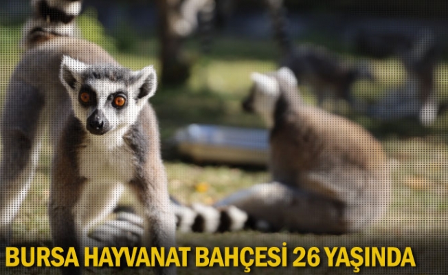 Bursa Hayvanat Bahçesi 26 yaşında