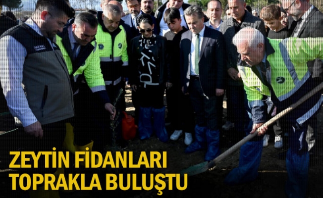 Zeytin fidanları toprakla buluştu