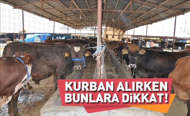 Kurban alırken bunlara dikkat!