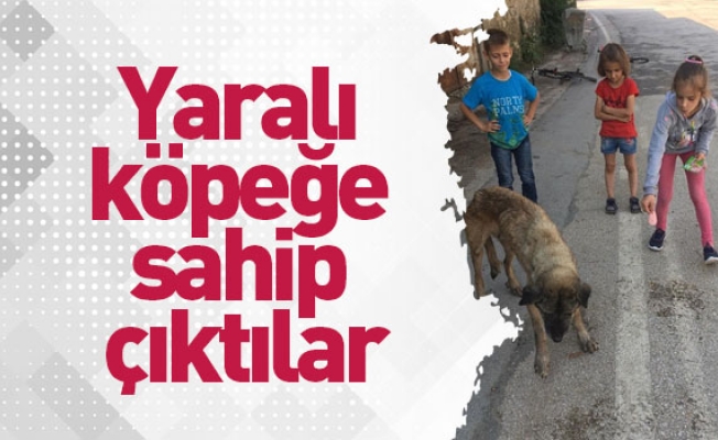 Yaralı  köpeğe  sahip   çıktılar