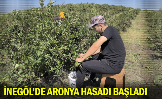 İnegöl'de aronya hasadı başladı