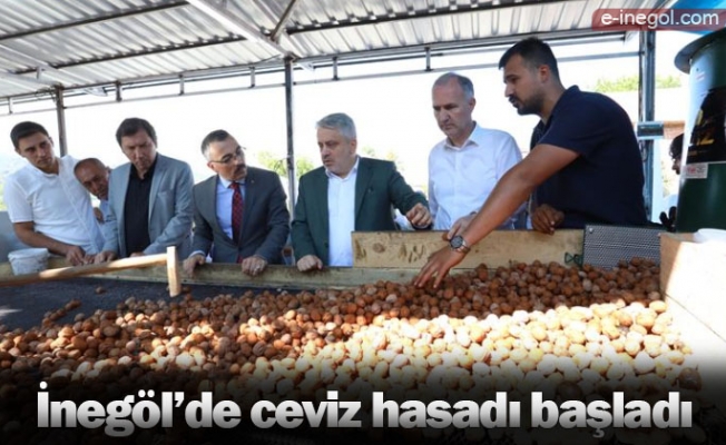 İnegöl’de ceviz hasadı başladı