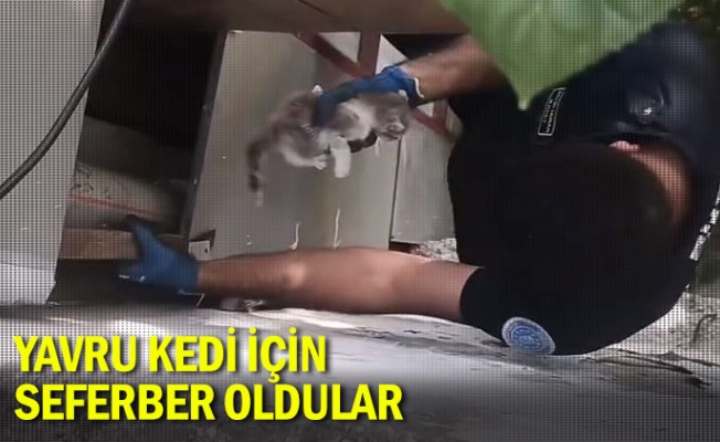 Yavru kedi için seferber oldular