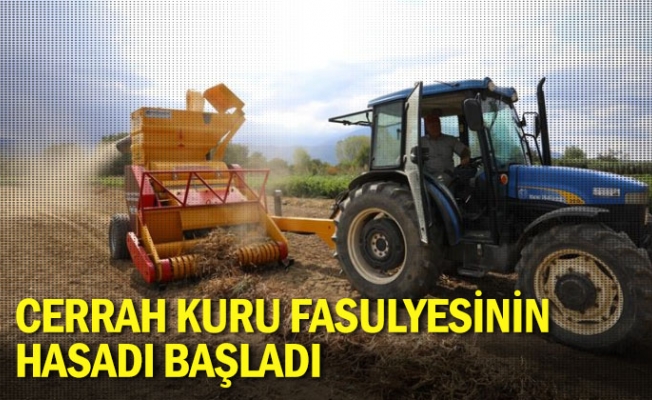 Cerrah Kuru Fasulyesinin hasadı başladı