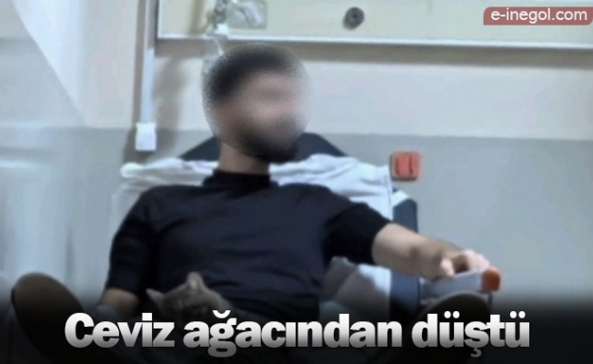 Ceviz ağacından düştü