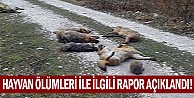 Hayvan ölümleriyle ilgili raporu açıkladı!