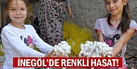 İnegöl'de renkli Hasat!