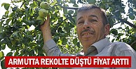 Armutta rekolte düştü, fiyat arttı