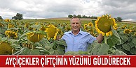 Ayçiçeği çiftçinin yüzünü güldürecek