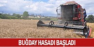 Buğday hasadı bereketli başladı