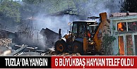 Tuzla'da Yangın:6 Büyükbaş Hayvan Telef Oldu