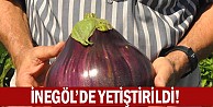 İnegöl'de yetiştirildi!