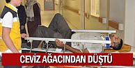 Ceviz ağacından düştü