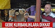 Gebe kurbanlıklara dikkat