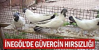 İnegöl'de güvercin hırsızlığı