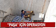 Kanala düşen köpeği belediye ekibi kurtardı