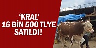 'Kral' 16 bin 500 TL'ye satıldı!