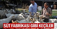 Süt fabrikası gibi keçiler