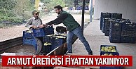 Armut üreticisi fiyattan yakınıyor