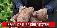 Turp gibi patates!