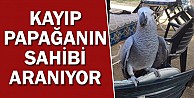 Kayıp papağanın sahibi aranıyor