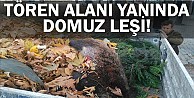 Tören alanı yanında domuz leşi